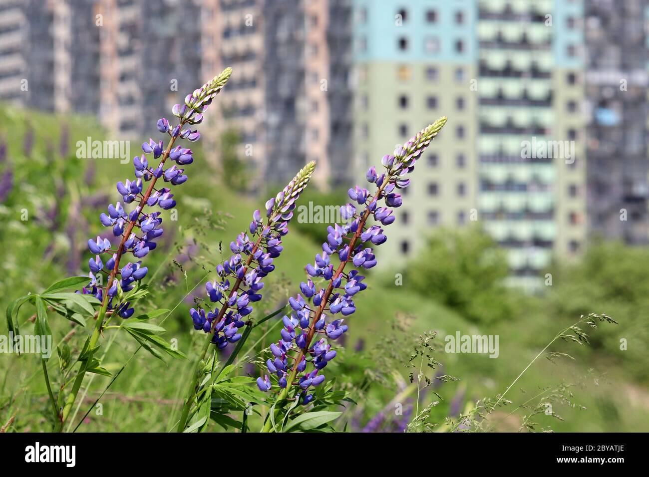 View to the residential buildings from the hill, overgrown with grass and wild flowers of lupin. Concept of ecology in a city, suburb area, eco-friend Stock Photo