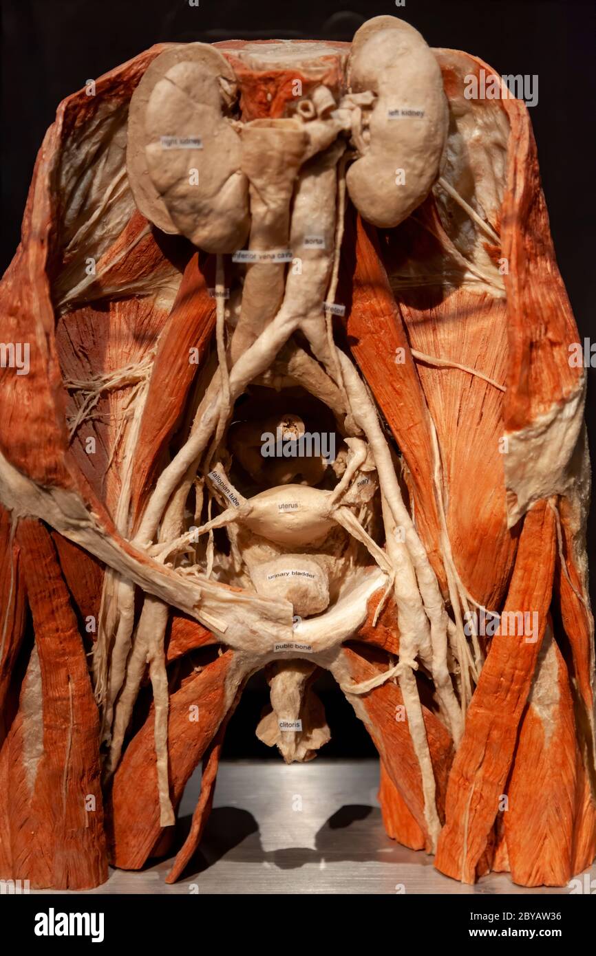 BODY WORLDS Amsterdam is part of a more significant set of exhibitions created by Dr. Gunther von Hagens. Stock Photo