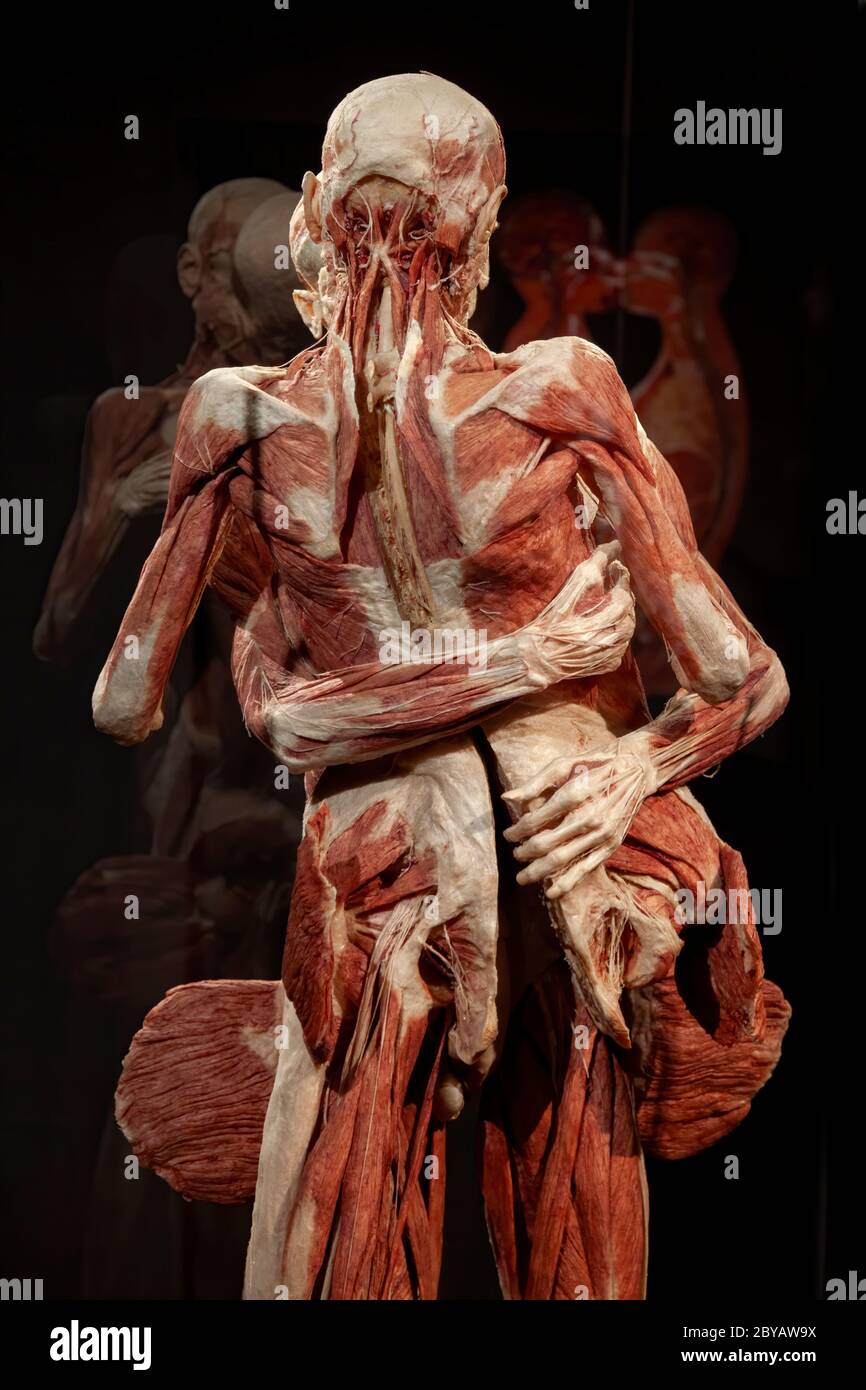 Body worlds amsterdam hi-res stock photography and images - Alamy