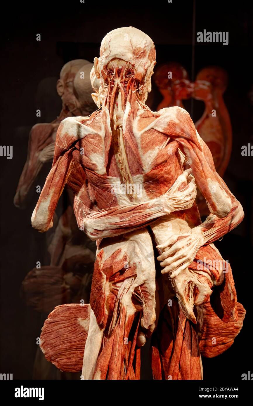 BODY WORLDS Amsterdam is part of a more significant set of exhibitions  created by Dr. Gunther von Hagens Stock Photo - Alamy