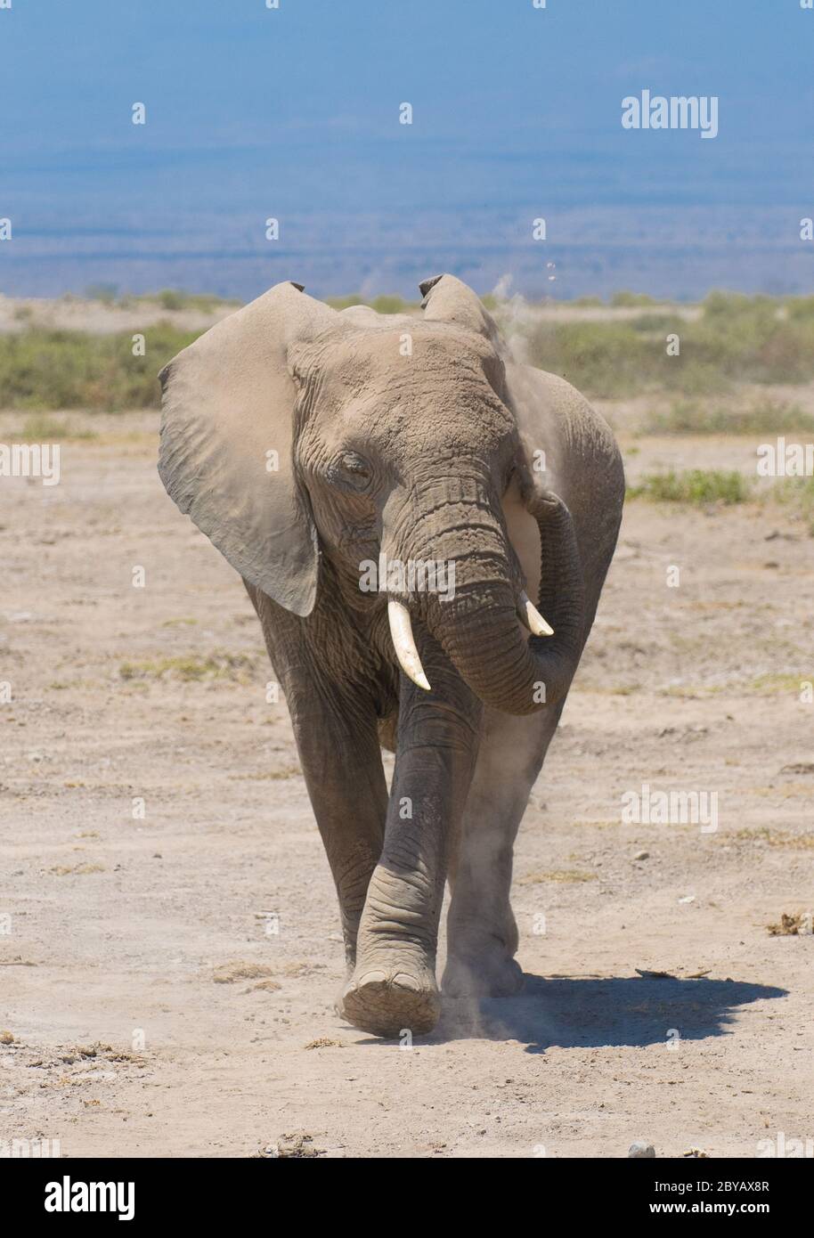 elephant calf, amboseli national park, kenya Stock Photo