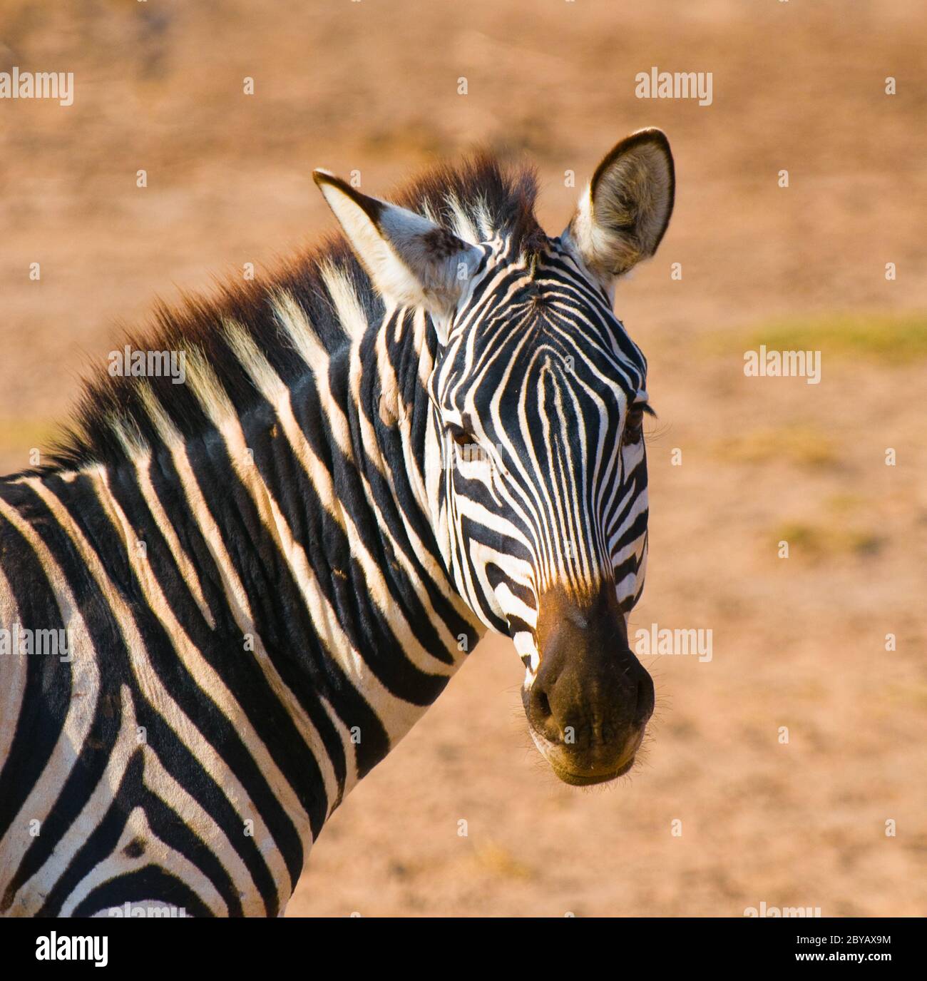 zebra's head Stock Photo