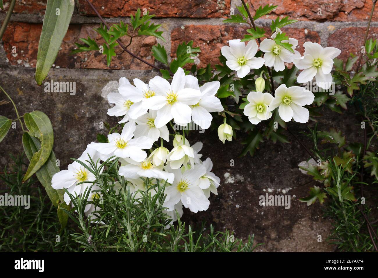Clematis Avalanche Stock Photo