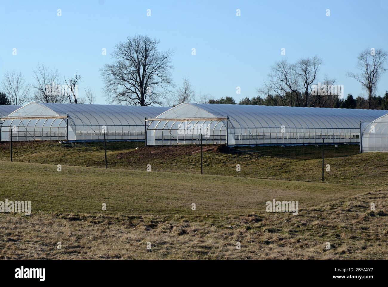 ORGANIC HOUSE Several tent agricultural greenhouses sit on a farm in