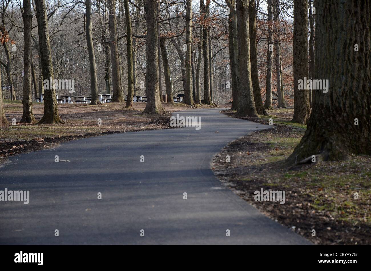 ROOTS: A public park is left with the just the bare branches of trees in the fall and winter months. Stock Photo