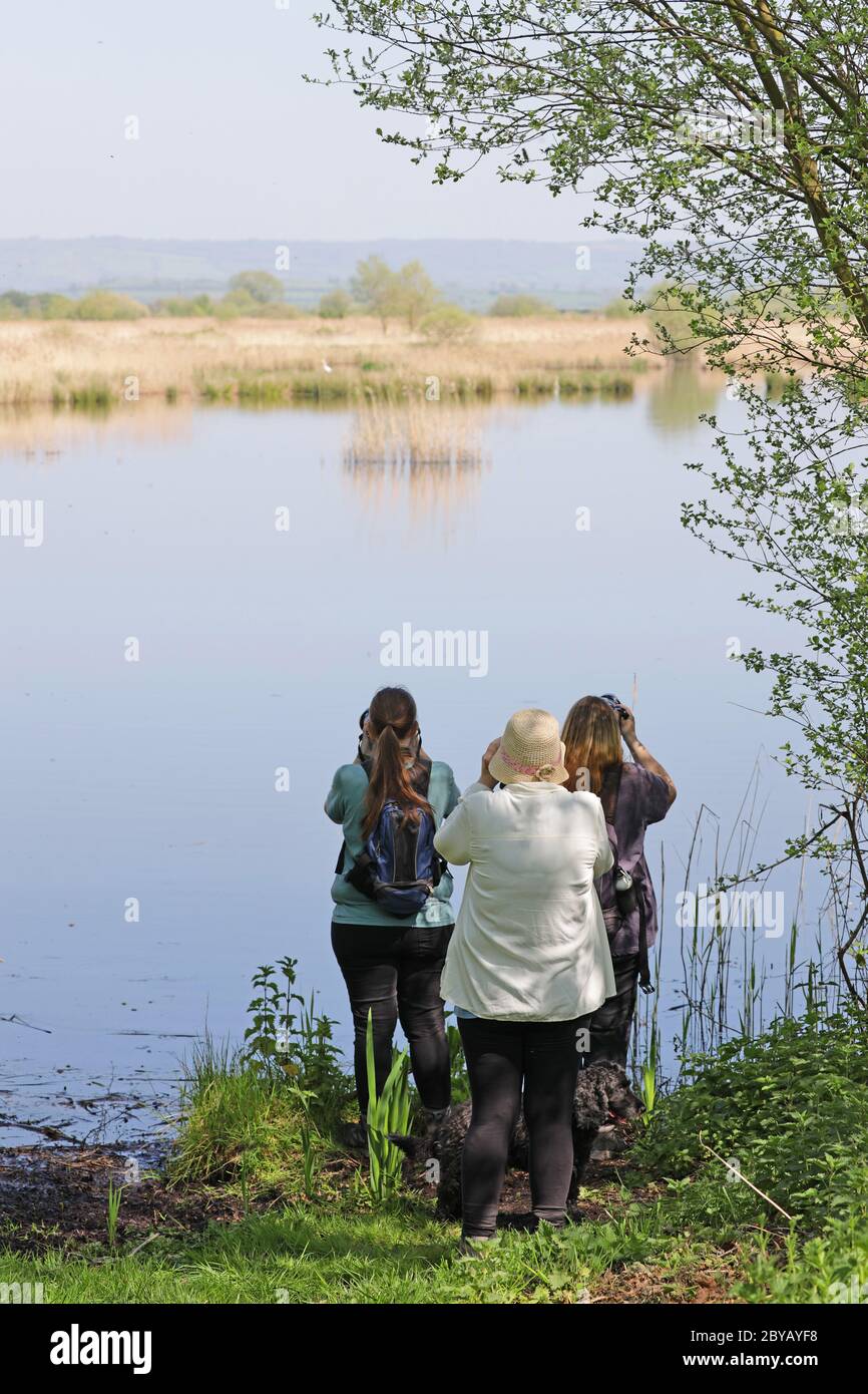 Bird watching on the Somerset levels Stock Photo