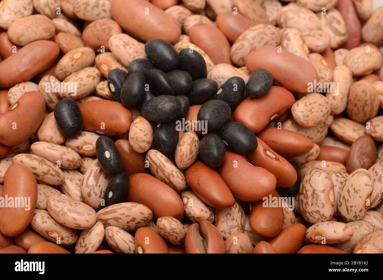 Cannellini bean plant hi-res stock photography and images - Alamy