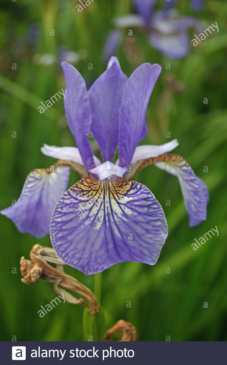 Single Pale Purple Almost Lilac Iris Flower With The Focus On A Strong Network Of Darker Veins On The Yellow And White Base Of A Petal Background Is Stock Photo Alamy Single Pale Purple Almost Lilac Iris Flower With The Focus On A Strong Network Of Darker Veins On The Yellow And White Base Of A Petal Background Is Stock Photo Alamy