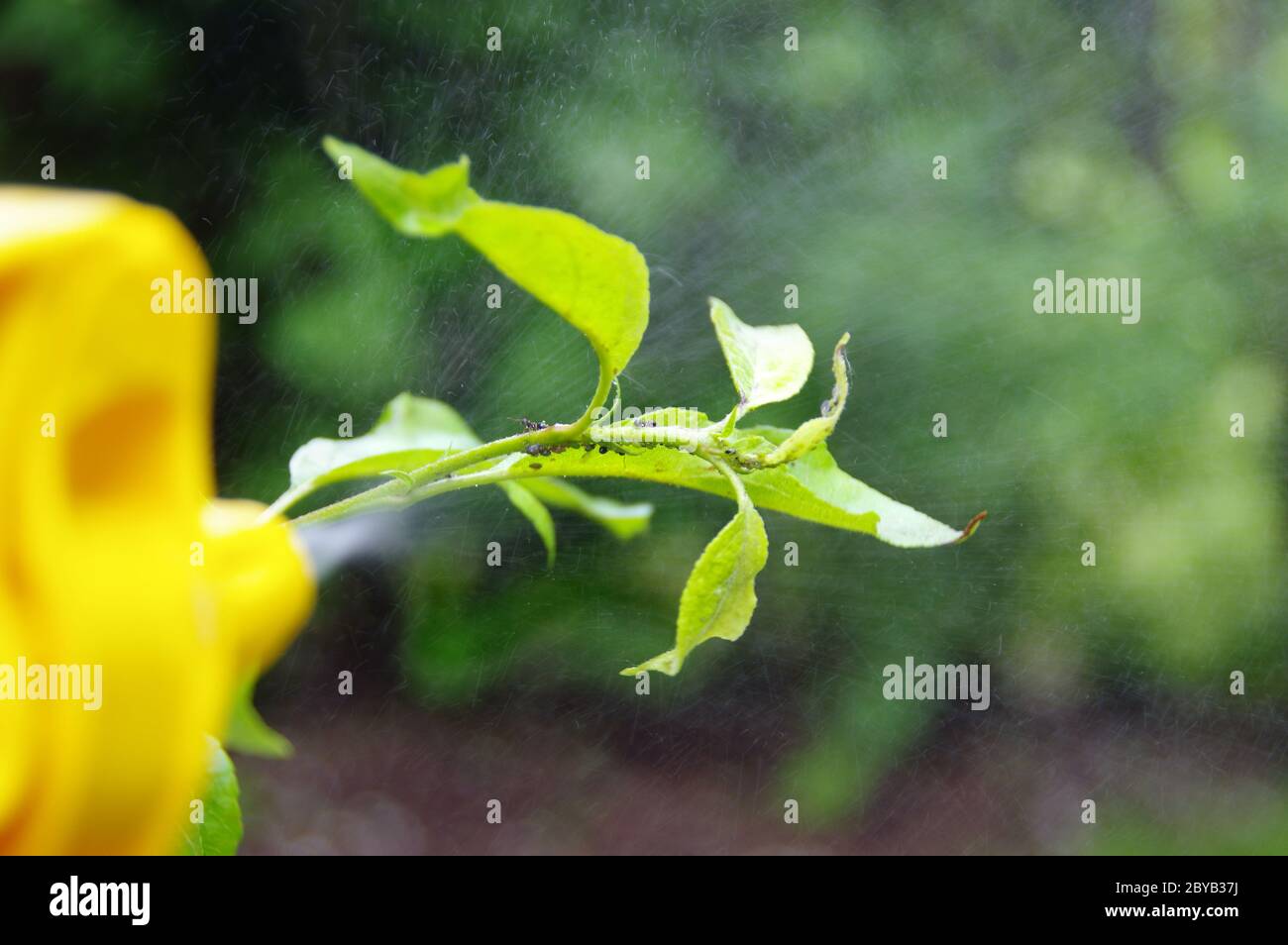 Spraying aphids on the leaves in the home garden. Pest control on