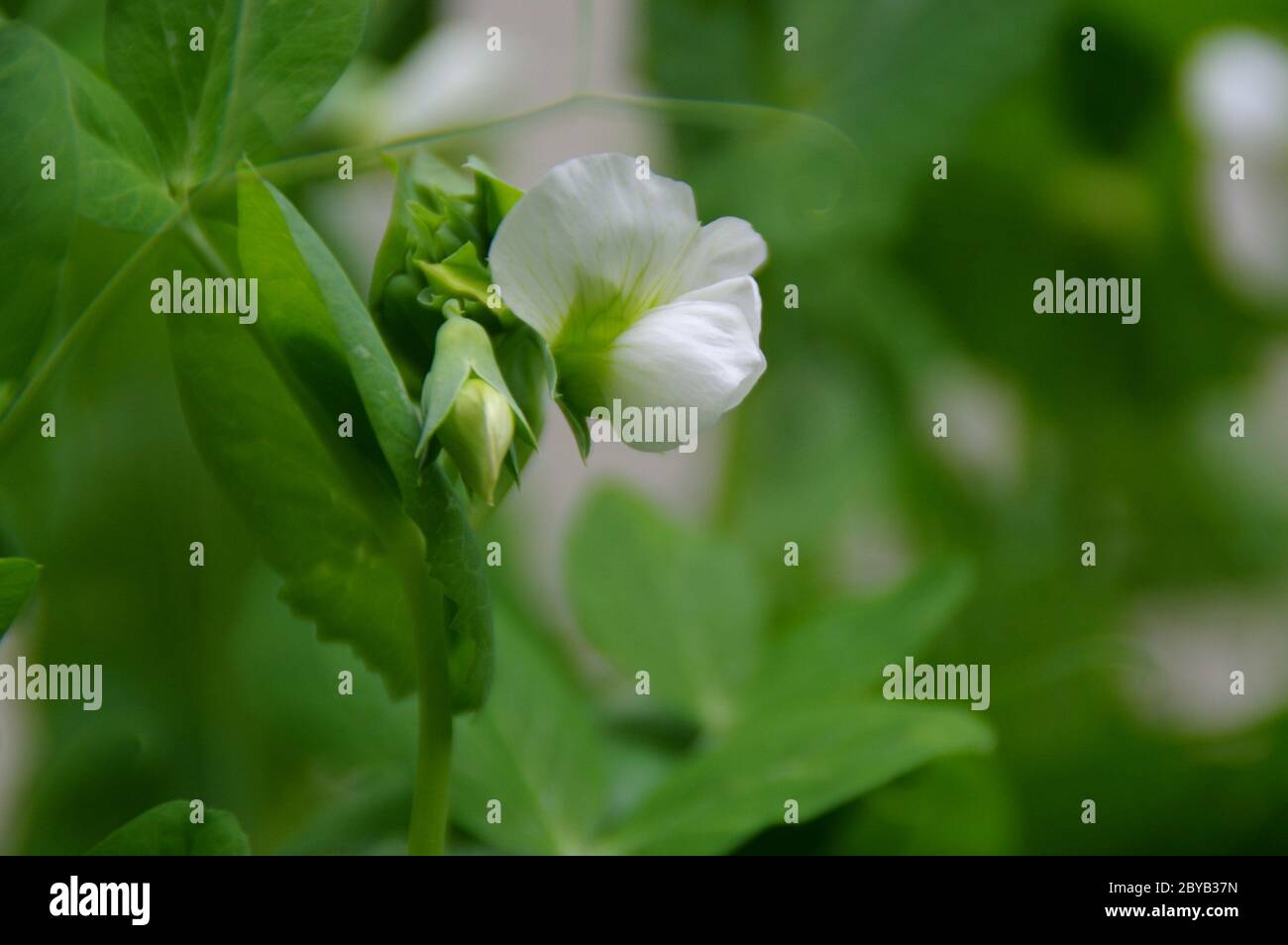 Leaves and flowers of green peas in the home garden. Flowering plants in spring. Stock Photo