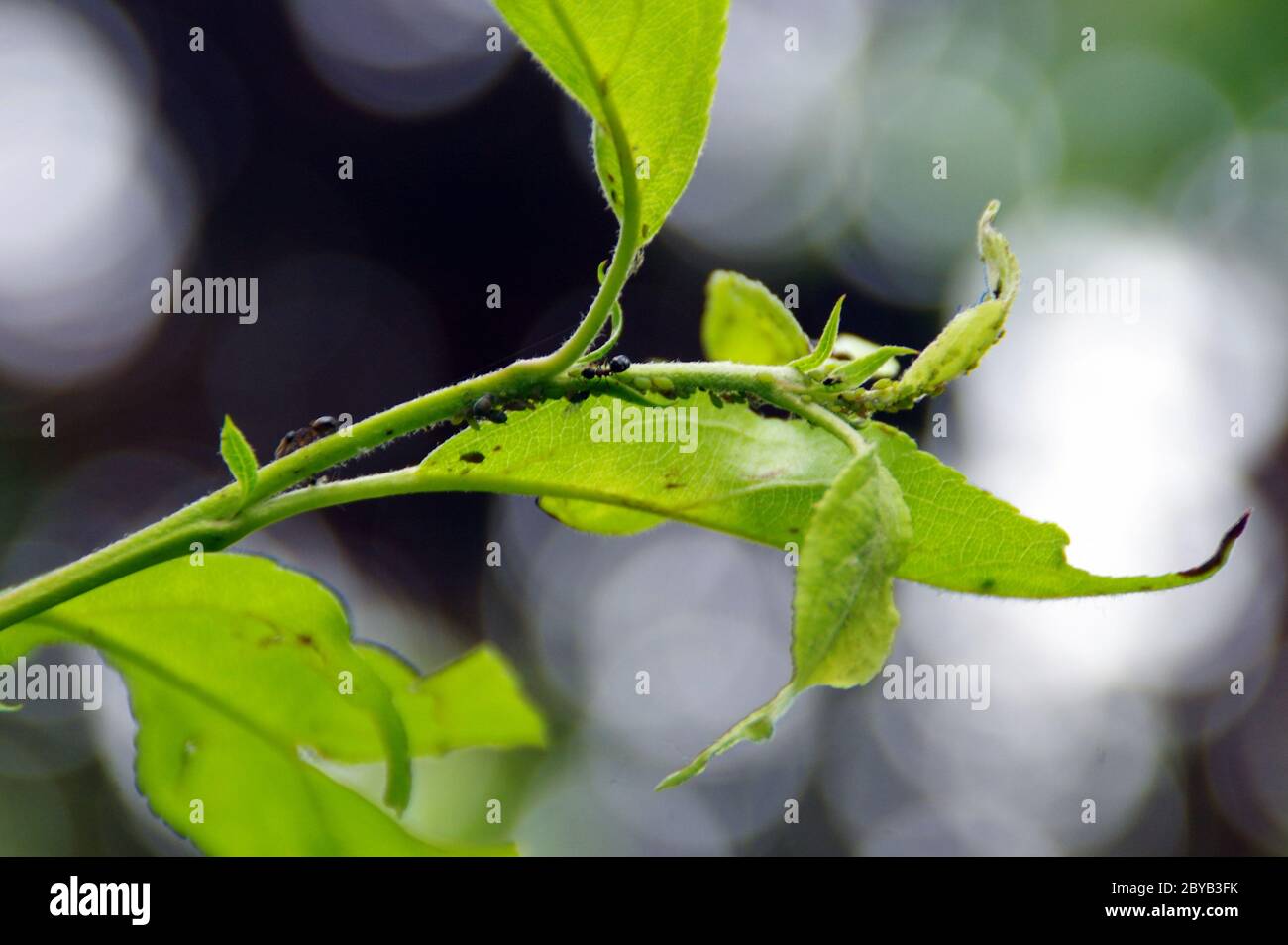 Aphids on the leaf in the home garden. Pests on plants. Protection