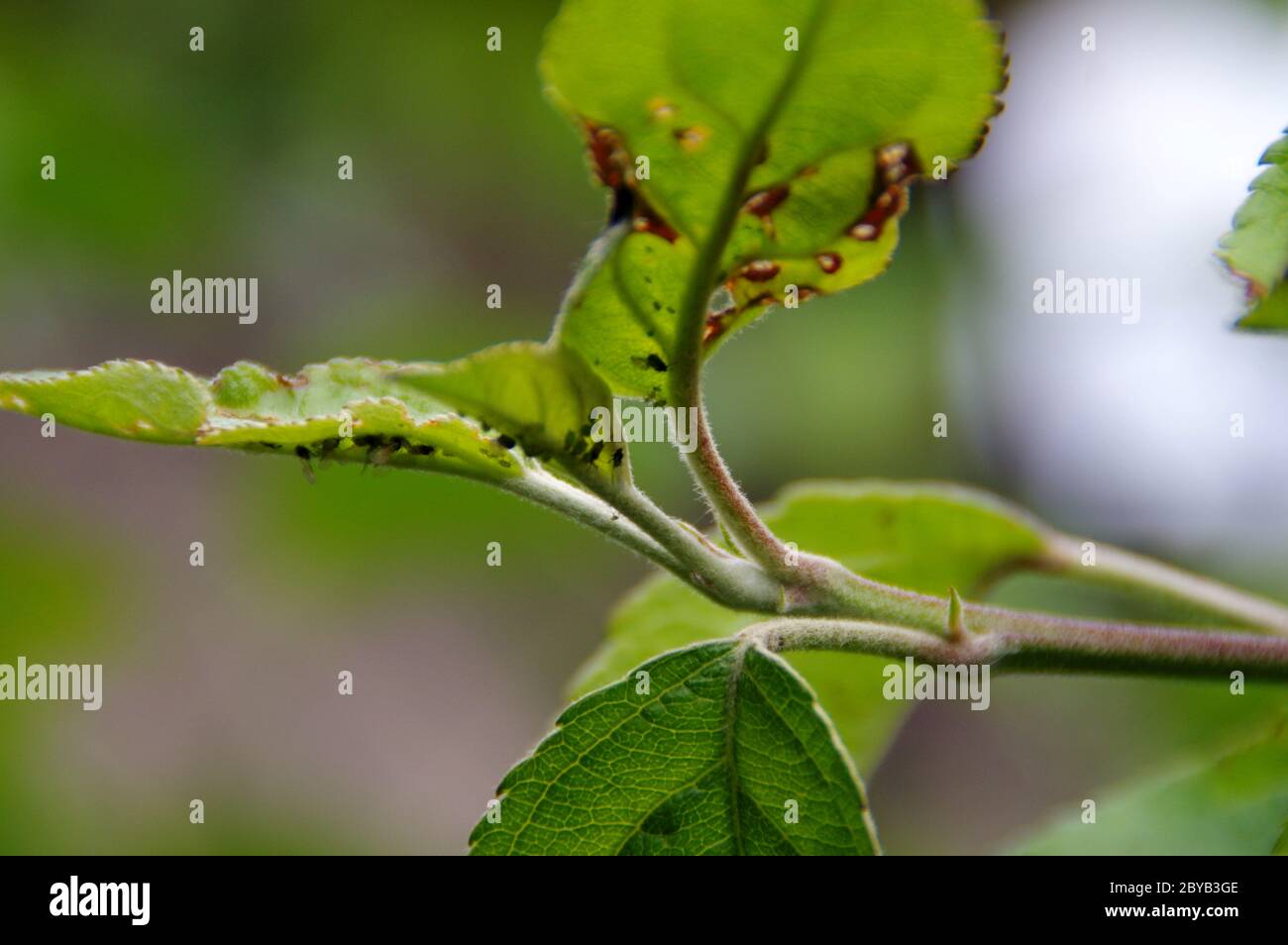 Aphids on the leaf in the home garden. Pests on plants. Protection