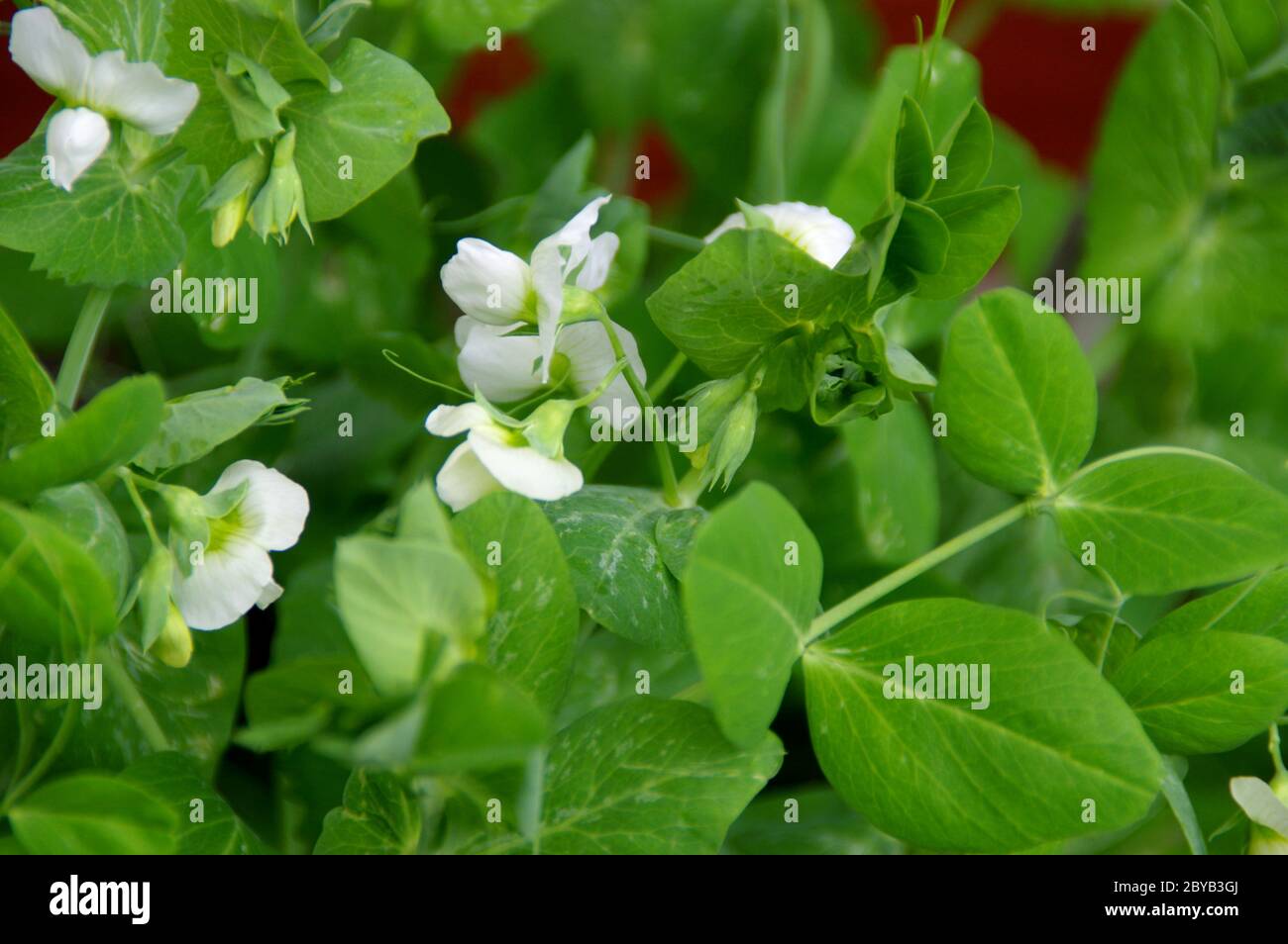 Leaves and flowers of green peas in the home garden. Flowering plants in spring. Stock Photo