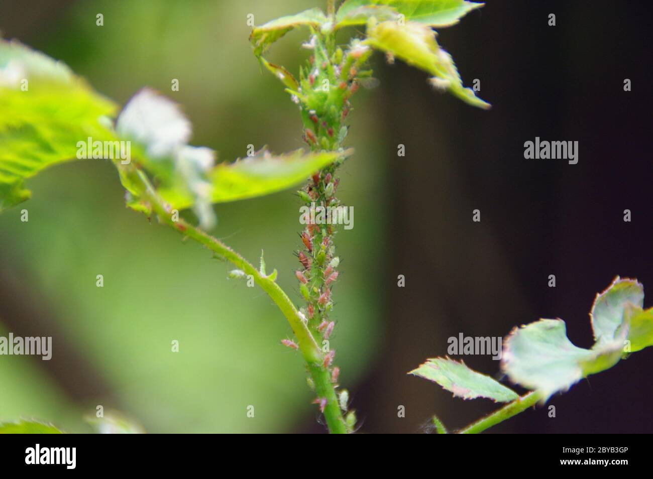 Aphids on the leaf in the home garden. Pests on plants. Protection