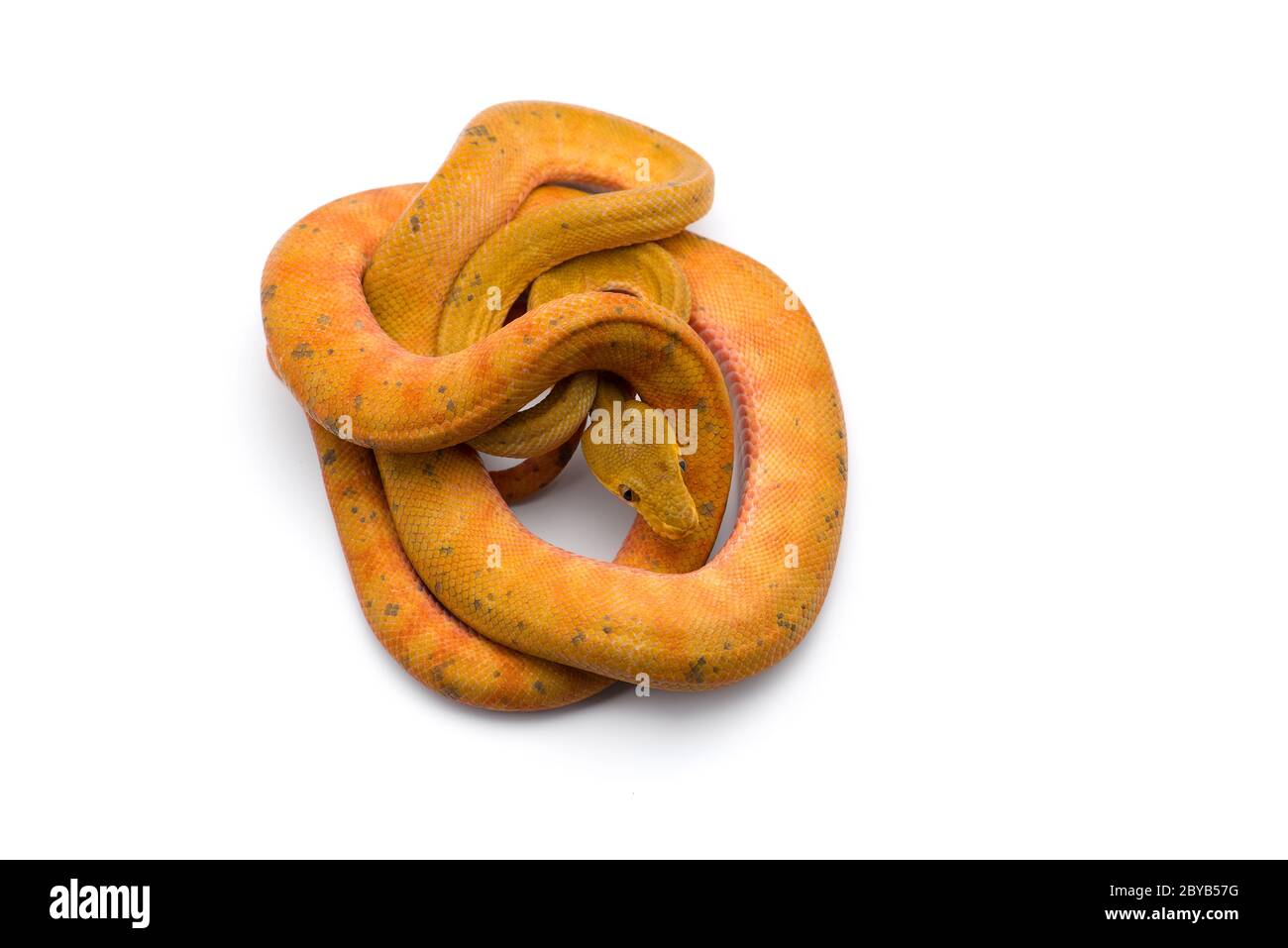 Amazon Tree boa isolated on white background Stock Photo