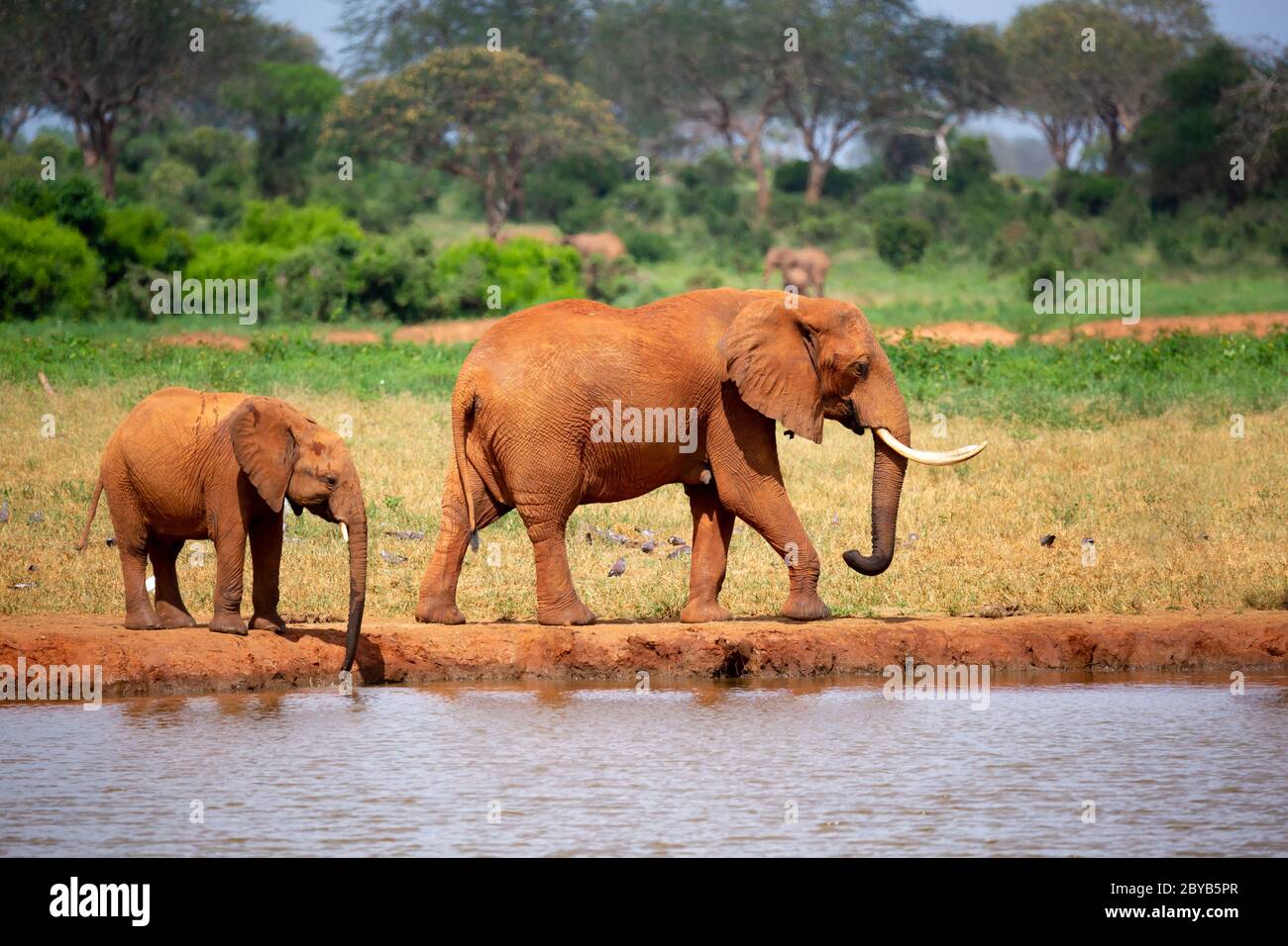 Some elephants are on the waterhole in the savannah Stock Photo