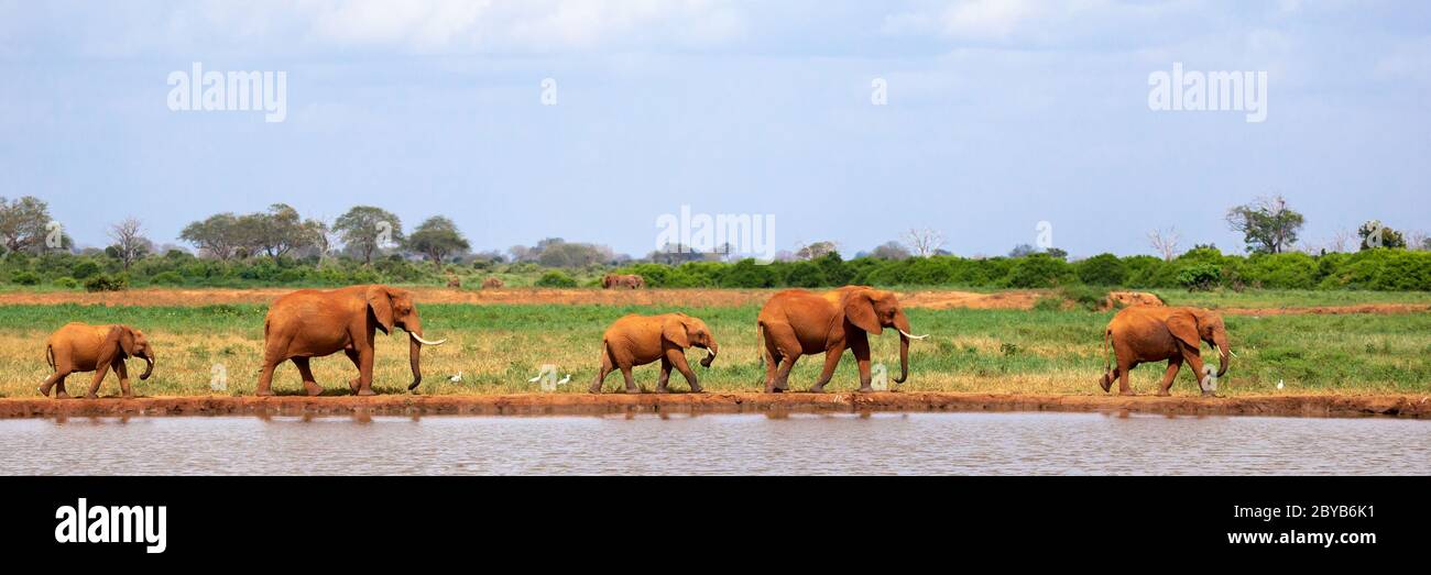 Some elephants are on the waterhole in the savannah Stock Photo