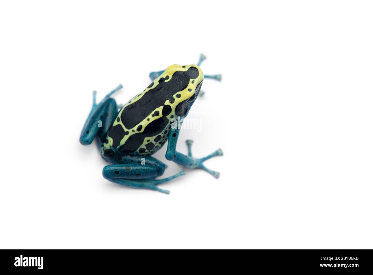 The poison dart frog isolated on white background Stock Photo