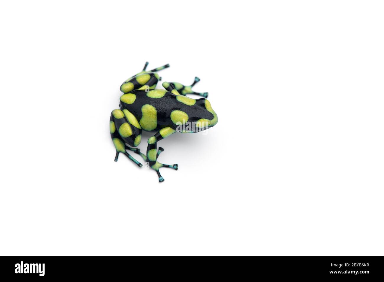 The poison dart frog isolated on white background Stock Photo - Alamy