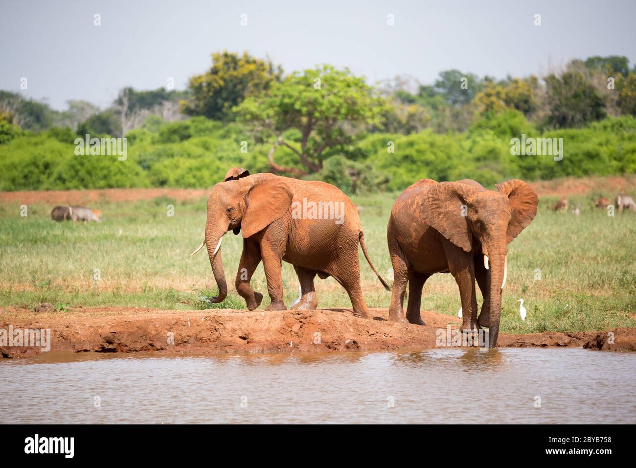 Some elephants are on the waterhole in the savannah Stock Photo