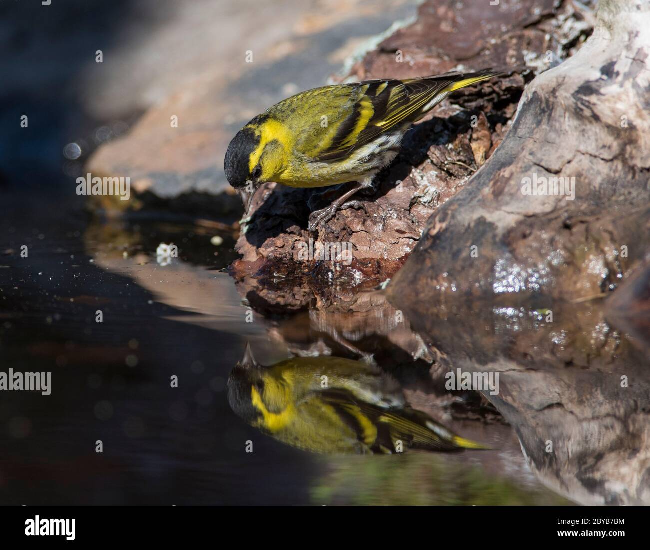 Male Eurasian Siskin (Spinus spinus) drinking in a pool in a pine forest in the UK Stock Photo