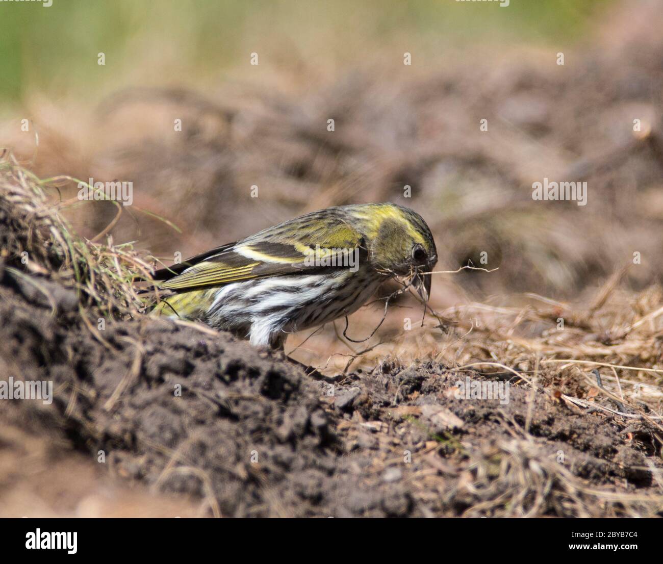 Female Eurasian Siskin (Spinus spinus) collecting nesting material. Stock Photo