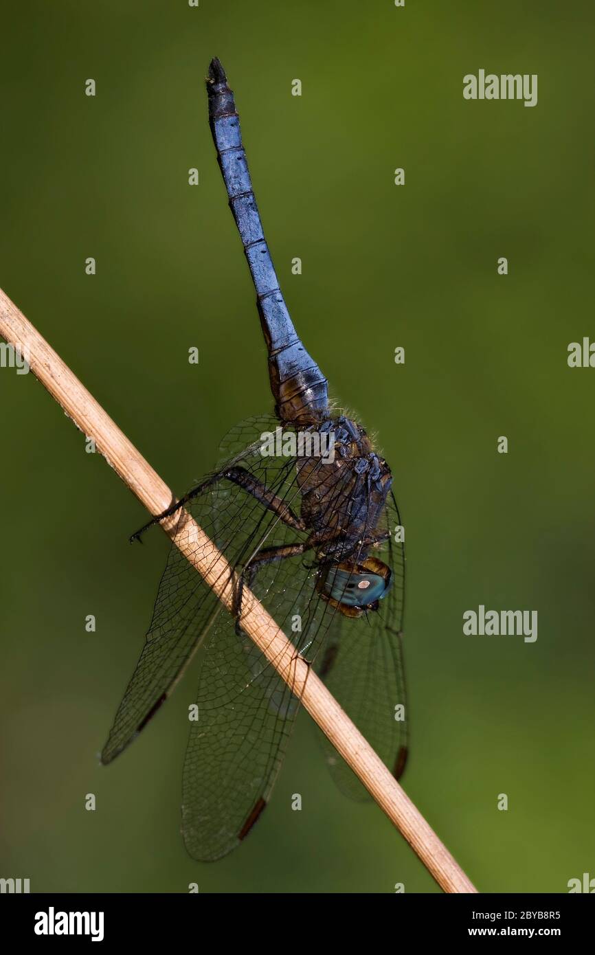 side of wild blue black dragonfly on Stock Photo - Alamy