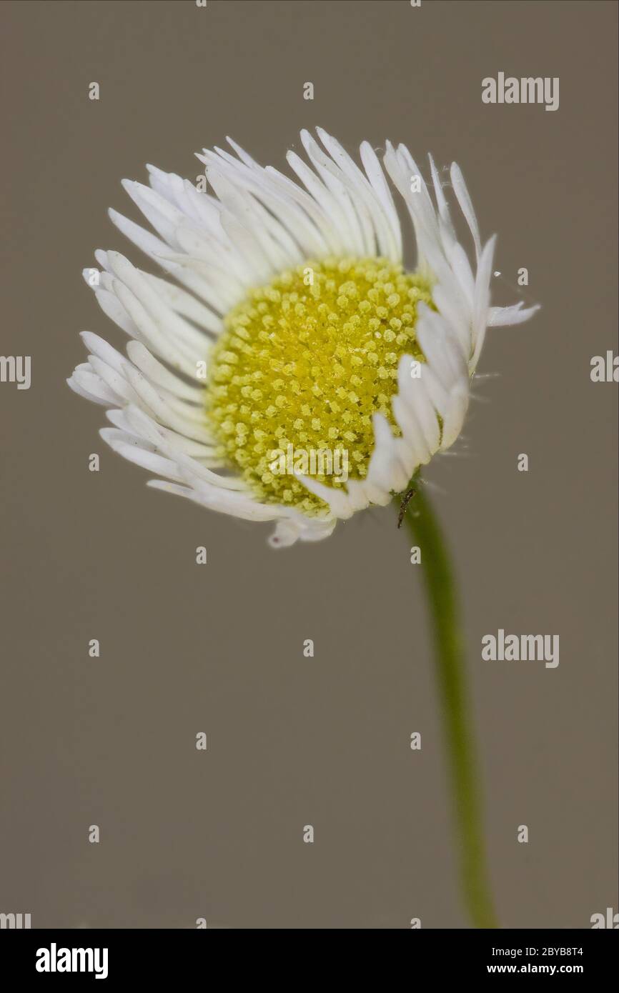white daisy composite chamomilla in background Stock Photo