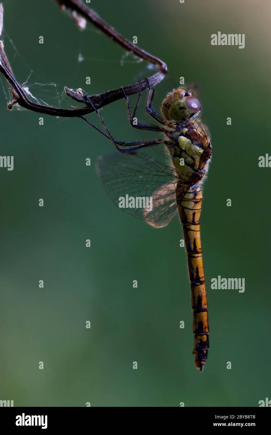 side of wild yellow black dragonfly on Stock Photo - Alamy