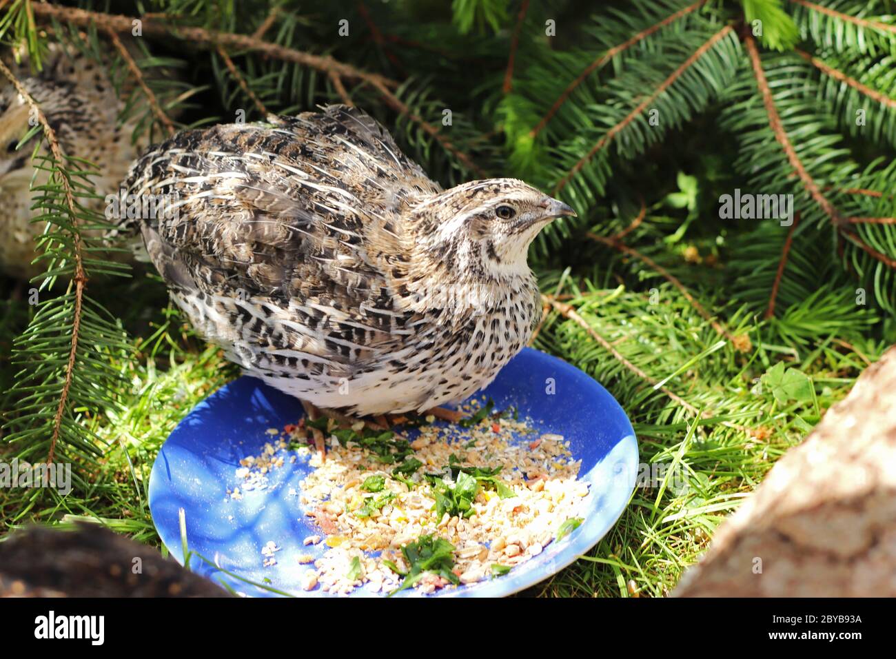 beautiful ruddy quail hen at a feeding bowl in sunlight, spruce branches in the back Stock Photo