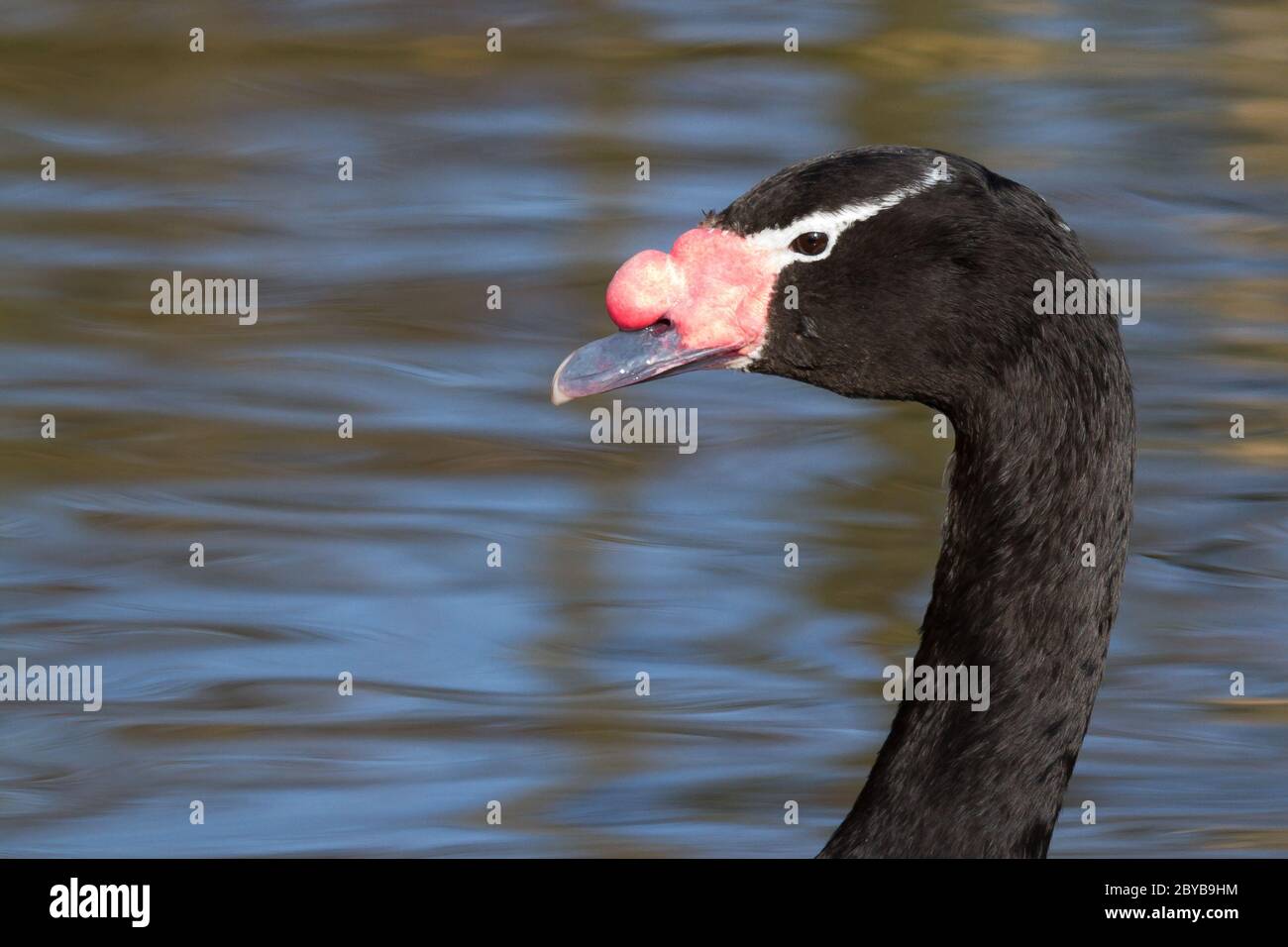 A swan in a dutch zoo Stock Photo