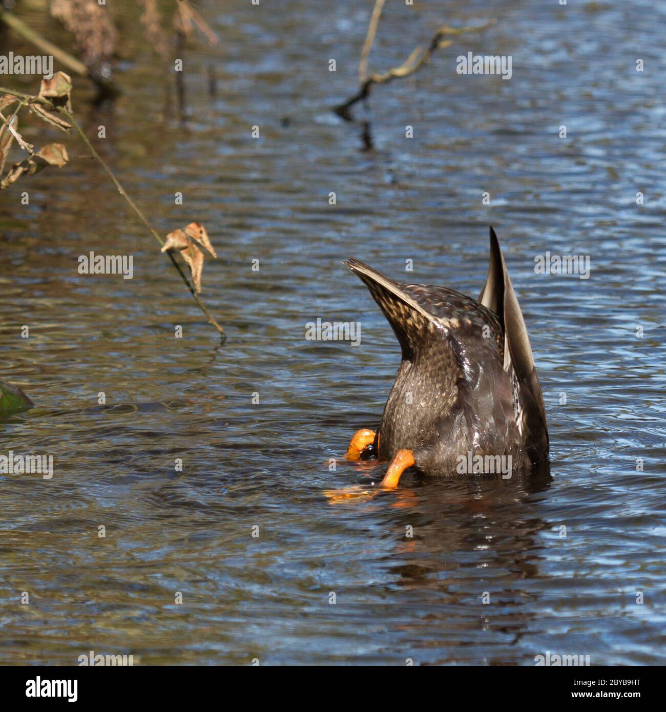A duck is eating Stock Photo - Alamy