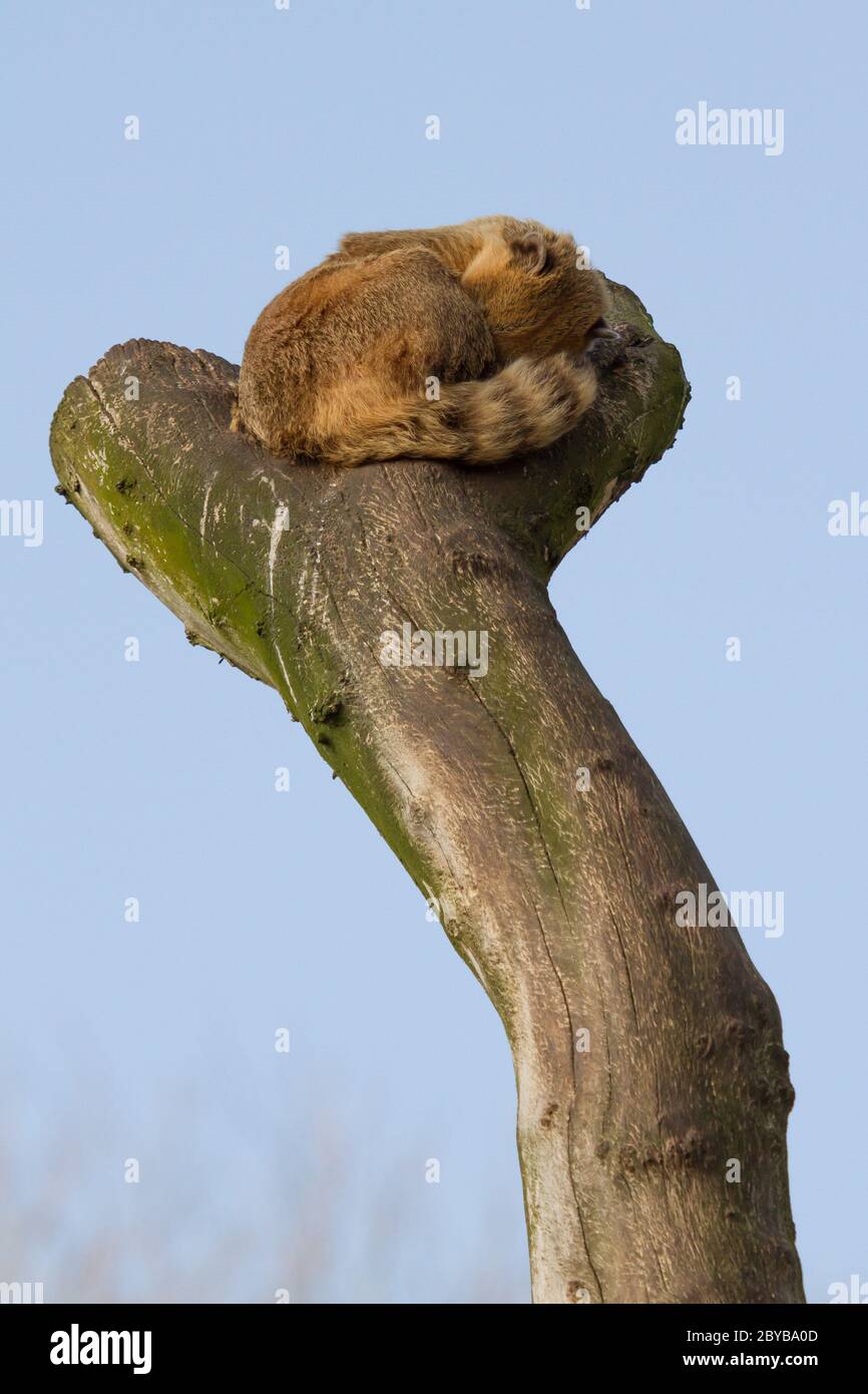 A coatimundi is sleeping Stock Photo