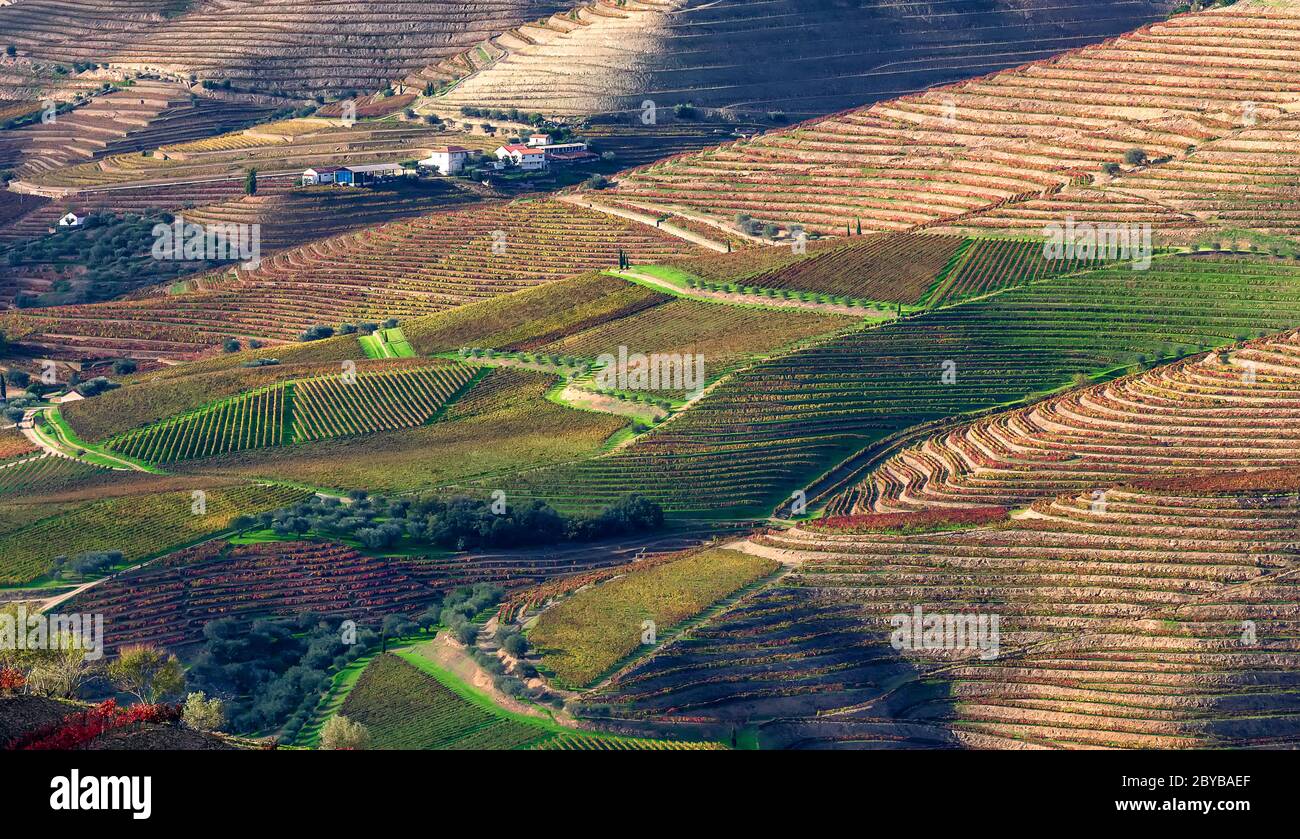 Aerial view of the terraces of vineyards and olive trees in the Douro Valley near the village of Pinhao, Portugal, Europe Stock Photo