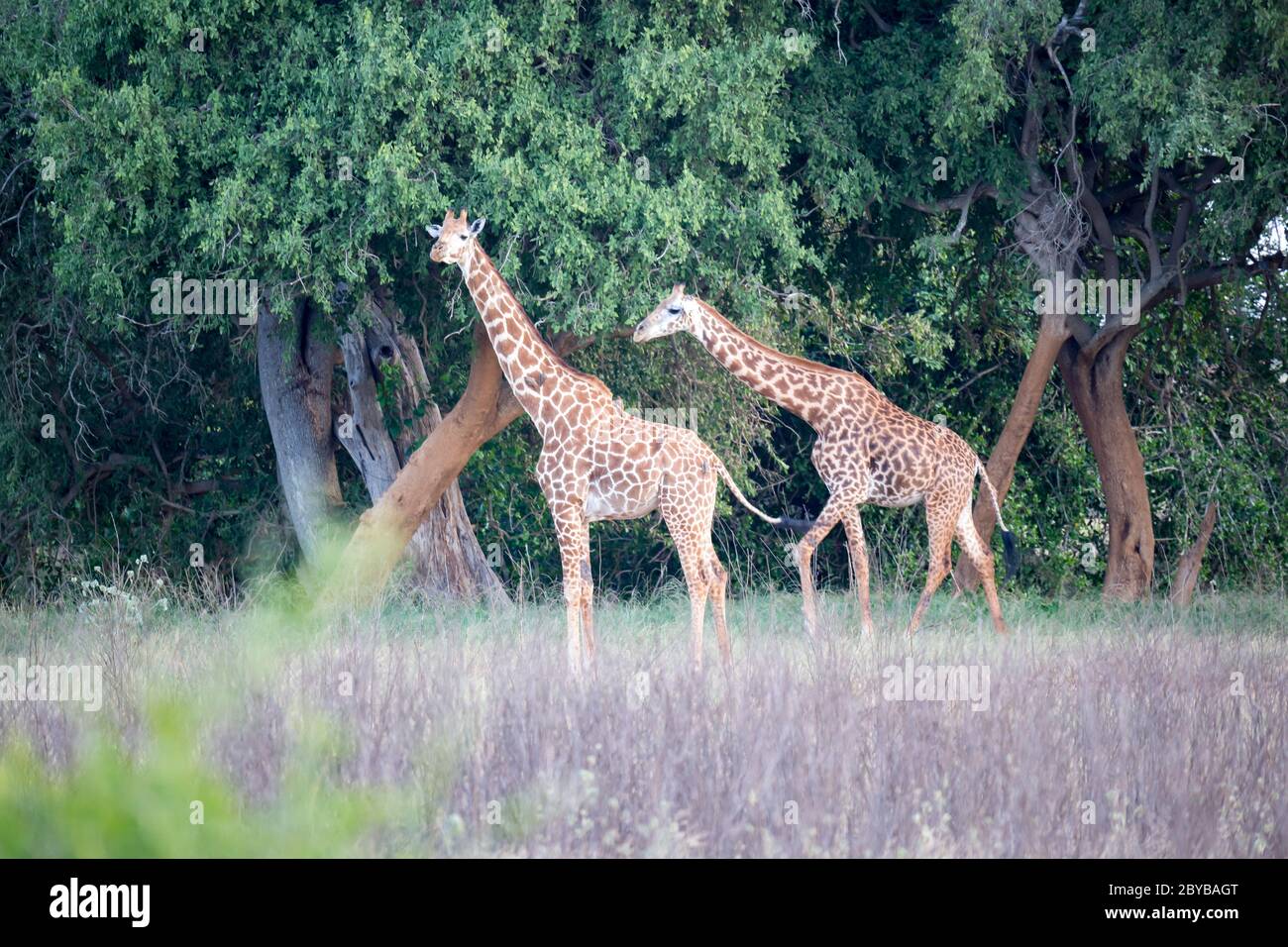 Giraffe is standing between the bush and trees in the savannah of Kenya Stock Photo