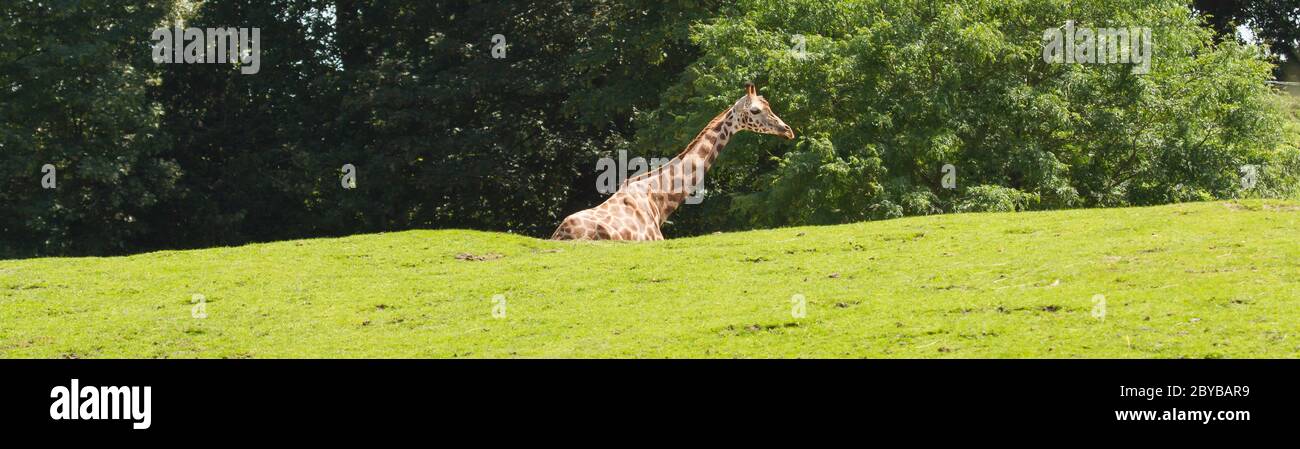 A giraffe in a dutch zoo Stock Photo