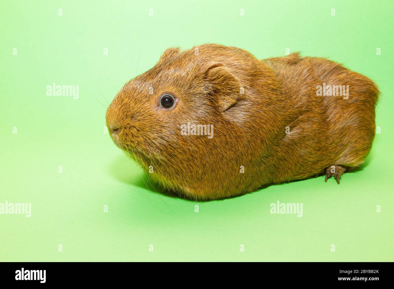 Picture guinea pig pictures guinea pig hires stock photography and
