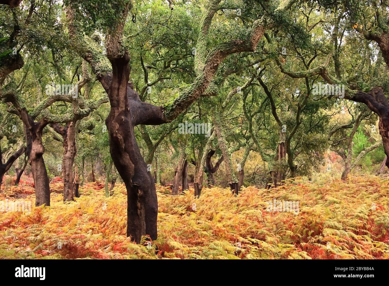 Beautiful view on the plantation of cork trees with crumbled bark in autumn. Portugal Stock Photo