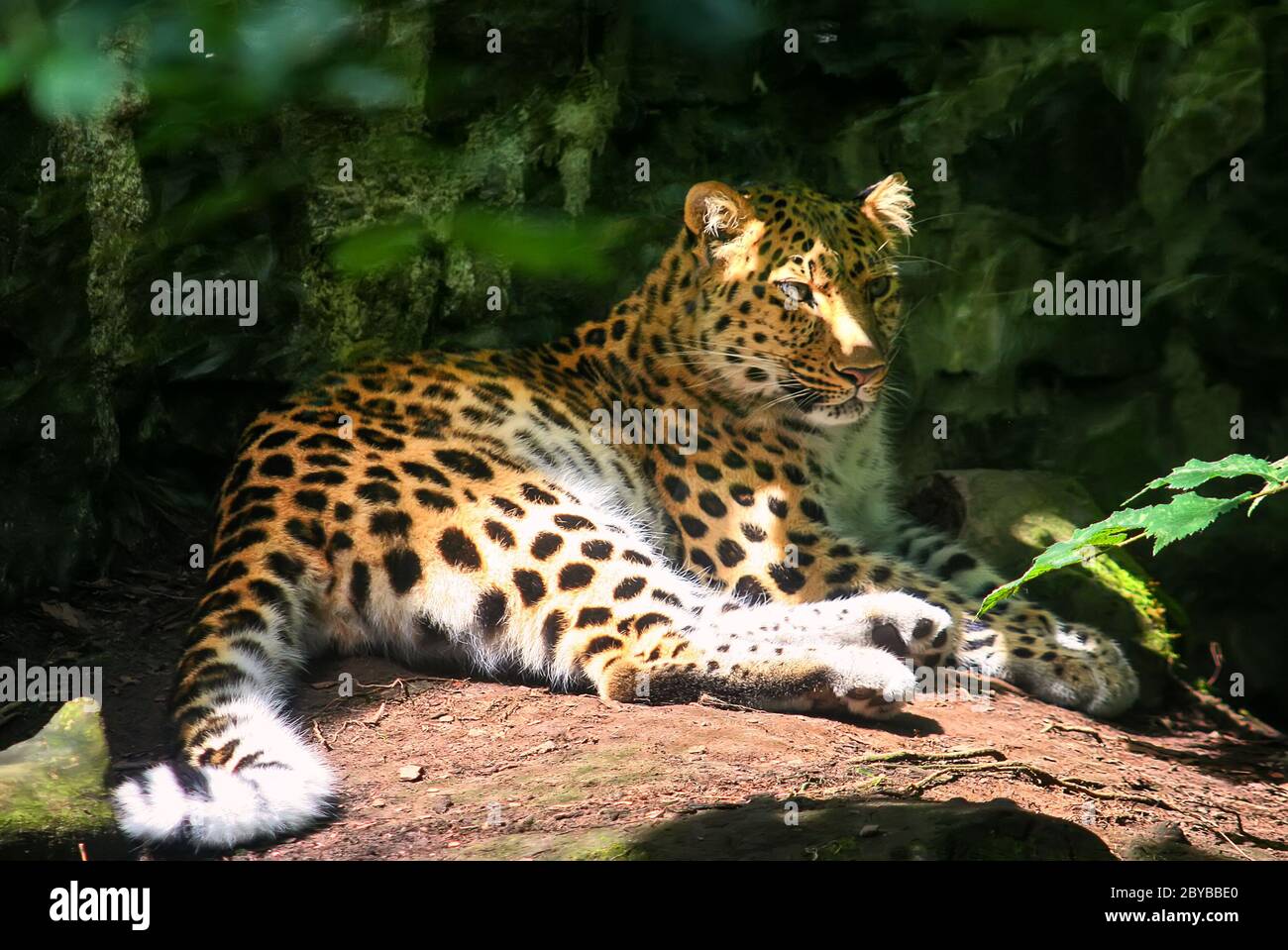 Amur leopard lies on a stone in the forest. Close up photo of an animal. Selective focus Stock Photo