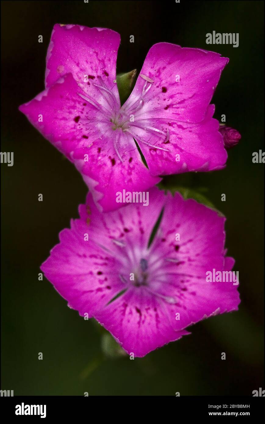 violet pink geranium dissectum Stock Photo Alamy