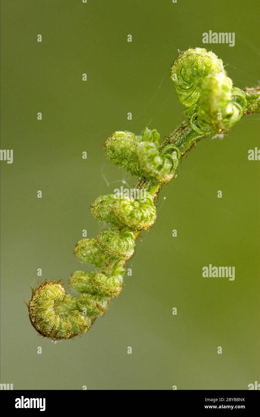 Torsion spring hires stock photography and images Alamy