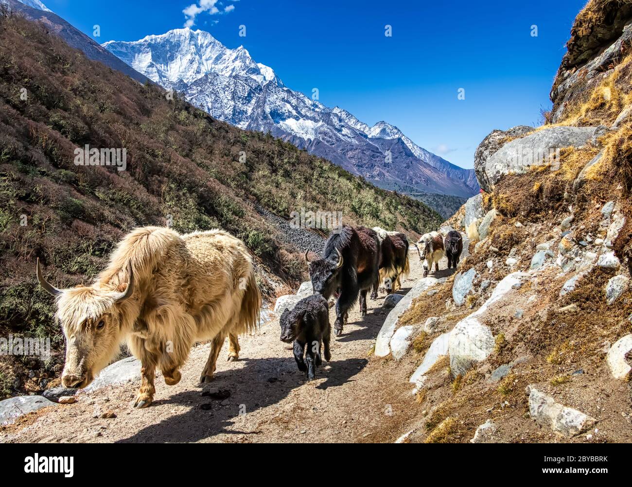 White and black yaks on the way to Everest Base Camp. Everest Region, Nepal, Himalayas Stock Photo