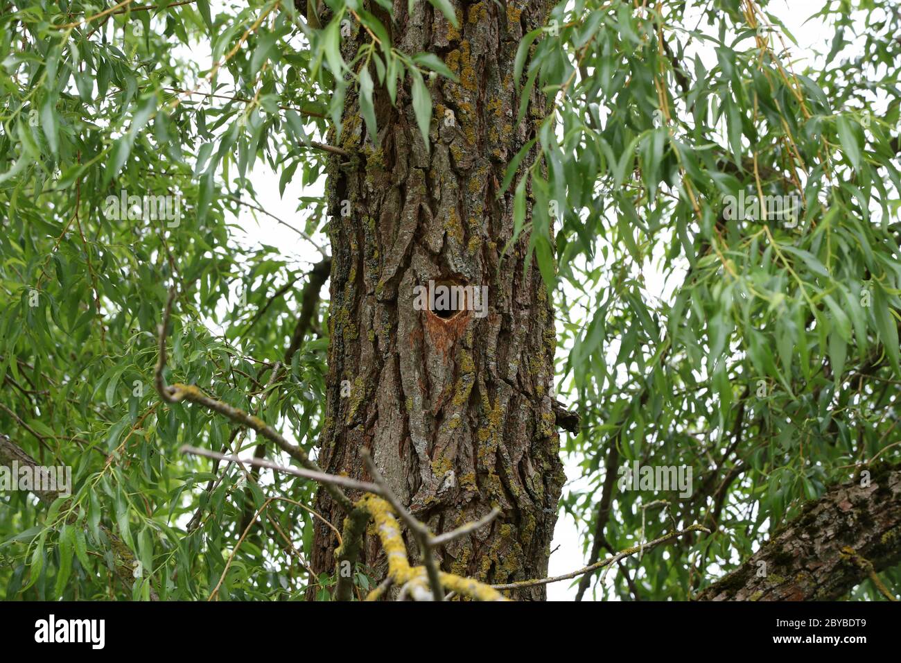 Hollow hollowed out in a tree trunk in the forest Stock Photo