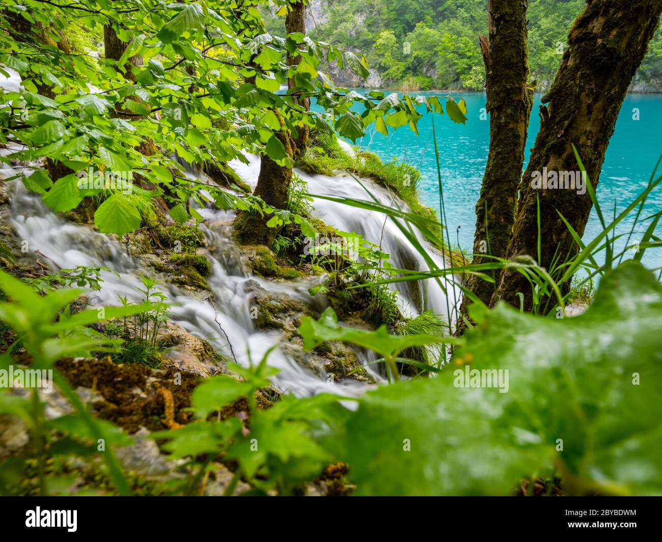 Plitvice lakes intensive vivid Green forest in Spring season in Croatia Europe empty cascading waterfall river flow riverflow through foliage Stock Photo