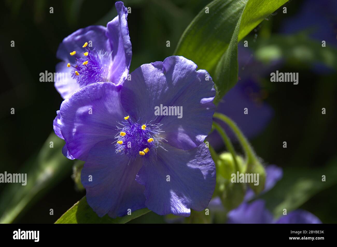 macro of Spiderwort Flower with yellow anthers Stock Photo