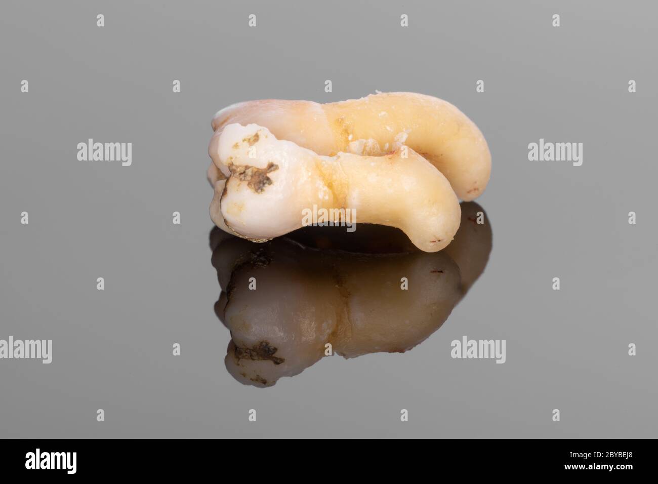 Horizontal color image with a side view of a sectioning right lower third molar with curved root on a reflection surface. (Adult tooth number 48) Stock Photo