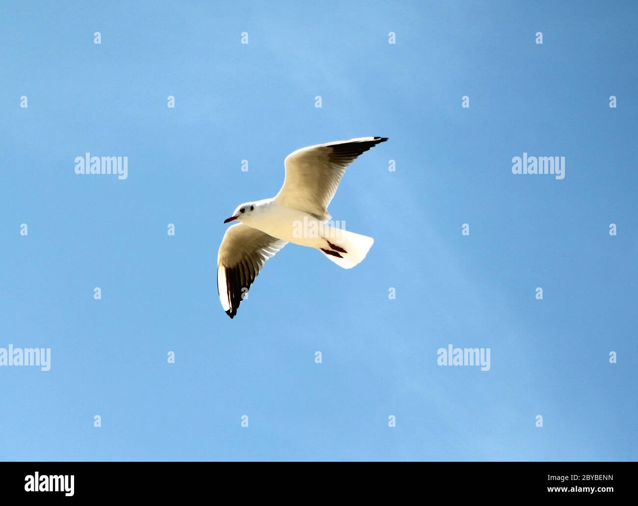 Male seagull hi-res stock photography and images - Alamy