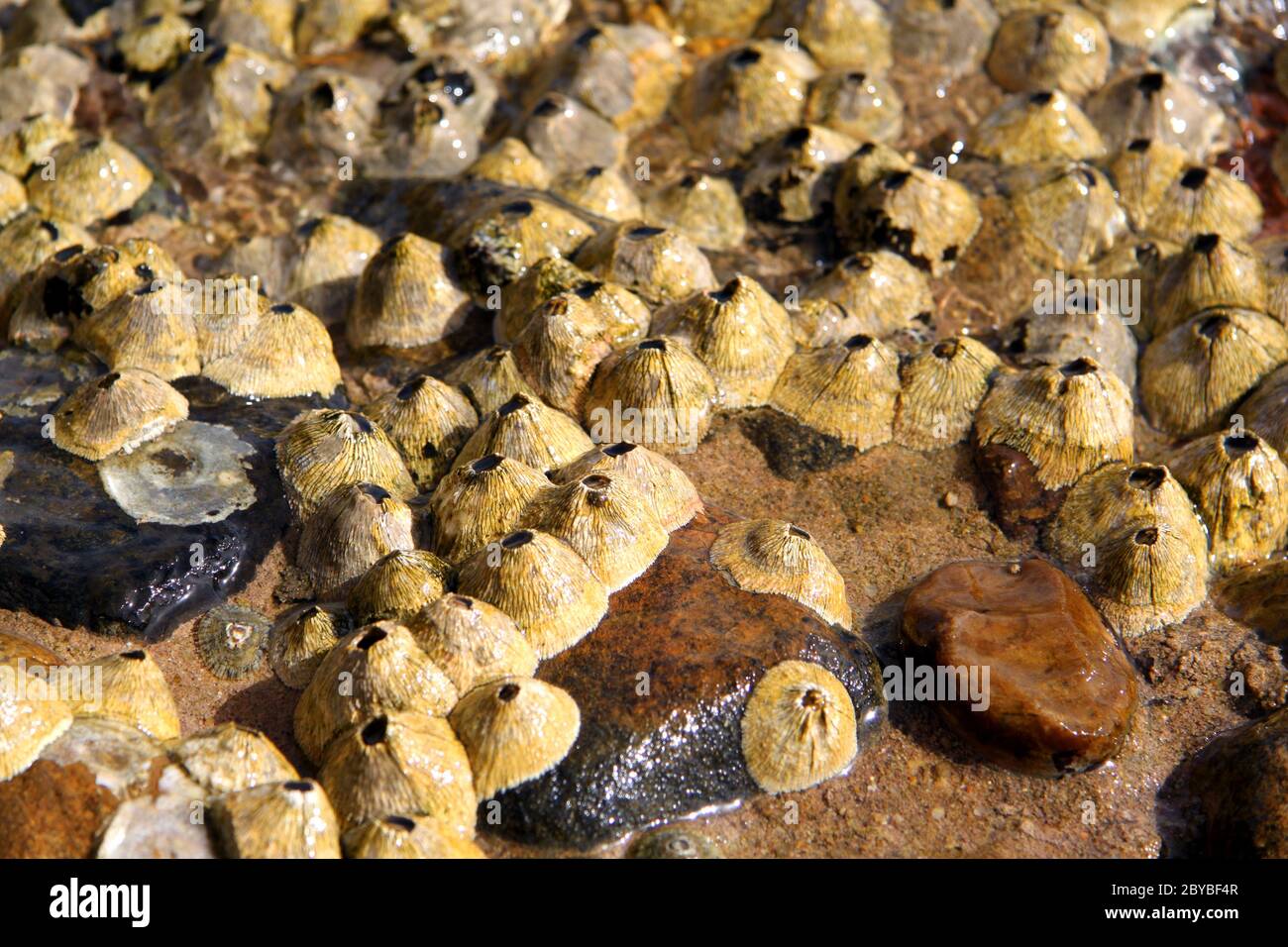 marine organisms Stock Photo