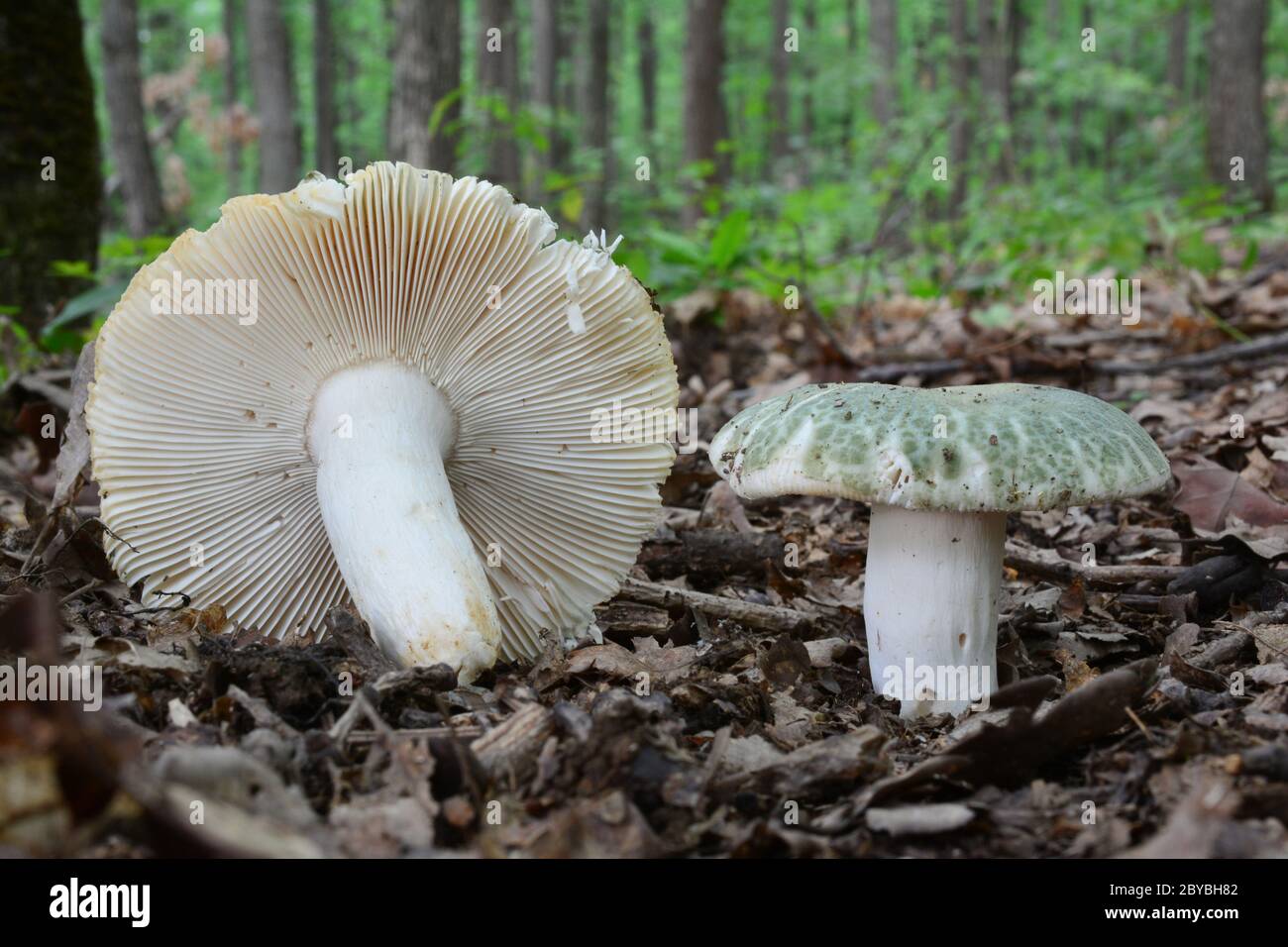 Two Russula virescens or Greencracked brittlegill  mushrooms, left picked up, white gills visible, another in natural position, oak forest in backgrou Stock Photo