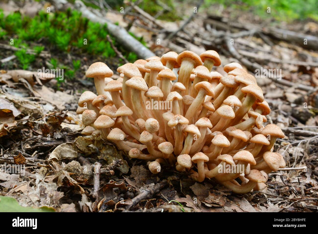 Cluster of very young specimen of edible wild mushroom Armillaria tabescens or Ringless Honey Fungus in oak forest, close up view Stock Photo